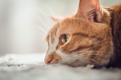 躺着的橙色斑猫的照片